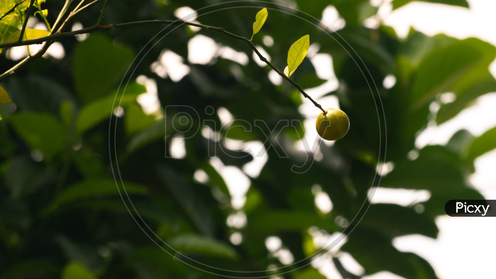 Fresh Citrus Orchard Fruit Hanging At The End Of A Long Branch Isolated Against Bokeh Background In The Orange Garden, Delicious Fruit Ready For Ripe, Raw Oranges Contains Essential Vitamin C,