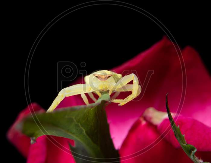 Green Crab Spider On A Red Rose