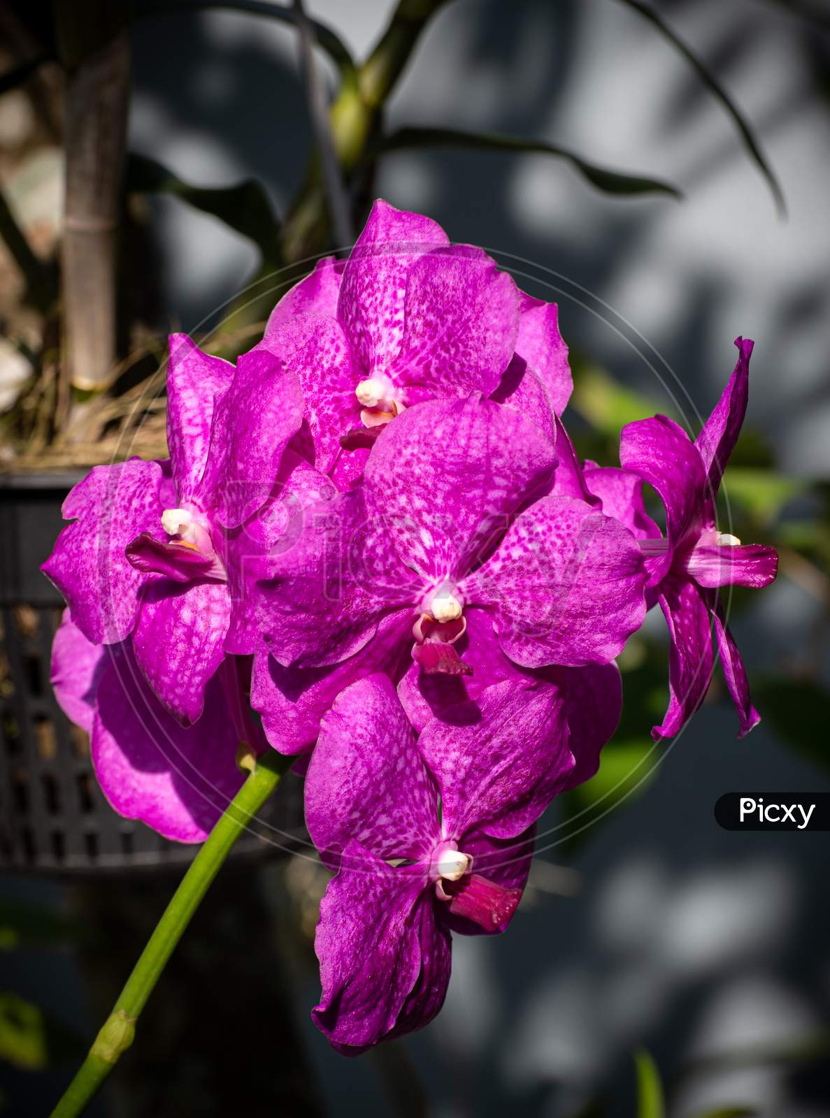Purple Orchid Branch Close Up Photograph.