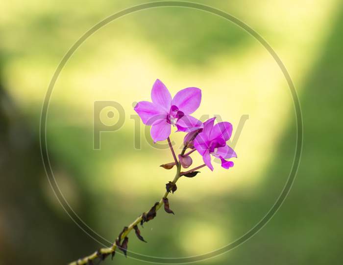 Last Standing Purple Orchid Flower Pair At The End Of The Long Stem Against Soft Bokeh Background, Flower Photography.