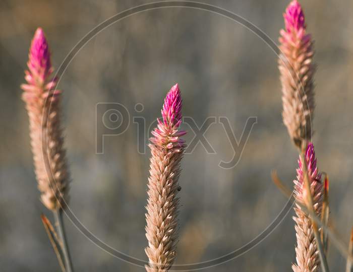 Many Of Cock'S Comb Flowers Against The Soft Background, Close Up Detailed Photograph Of The Beautiful Nature, Early Morning Light Hit And Glowing The Dew On The Flowers Create A Relaxing Meadow Mood.