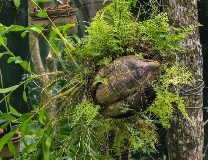 Making A Hanging Nature Friendly Flower Pot Out From A Coconut Husk, Beautiful Diy Home Garden Idea.