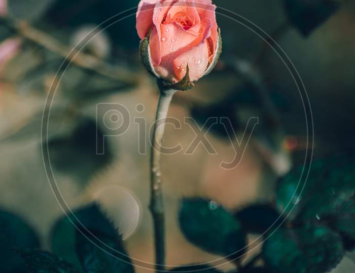 Pink Rose Flower And Long Stem With A Branch Close Up Photograph, Morning Sunlight Hits The Blooming Flower Bud, Dew On The Flower Petals, The Concept Of Freshness And Fragility.