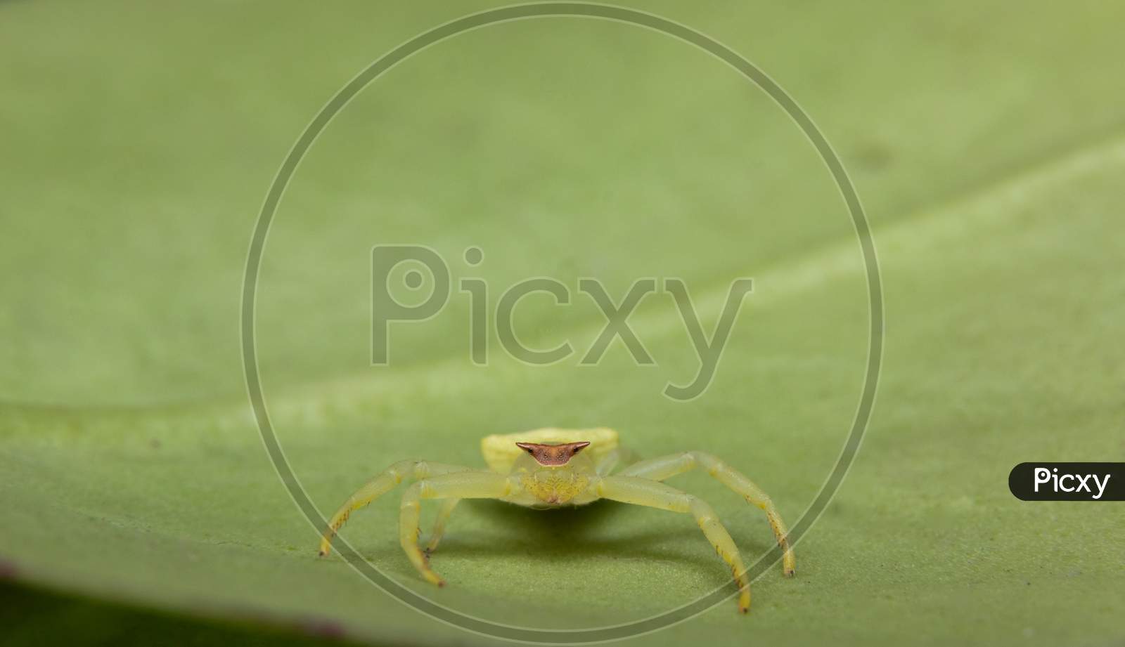 Green Crab Spider Closeup