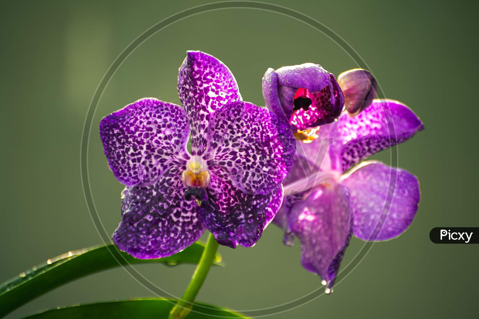 Purple Orchid Flowers Close Up Photo, Morning Dew In The Large Petals Against Soft Yellowish Bokeh Background,