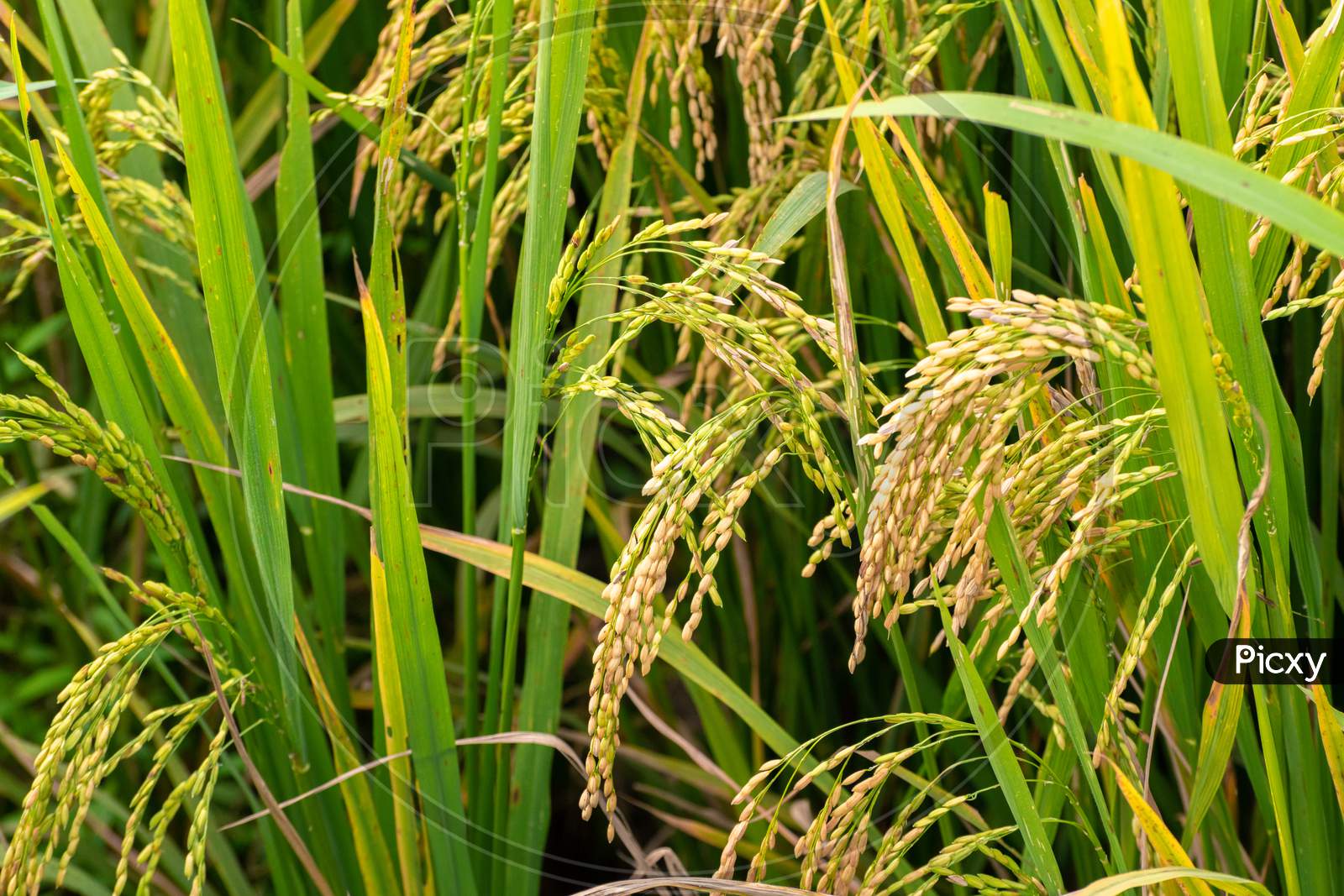 Image of Rise Plant With Golden Harvest Closes Up View Photograph ...