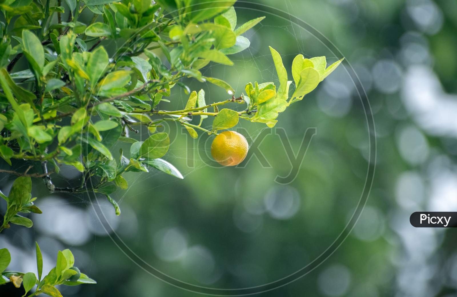 Fresh Citrus Orchard Fruit Hanging At The End Of A Branch Isolated Against Bokeh Background In The Orange Garden, Delicious Fruit Ready For Ripe, Raw Oranges Contains Essential Vitamin C And More,