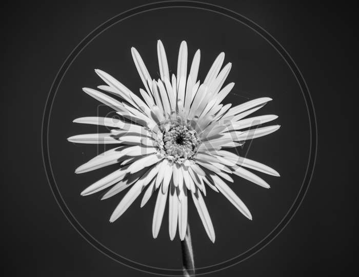 White Daisy Against Grey Background, Black And White Photography,