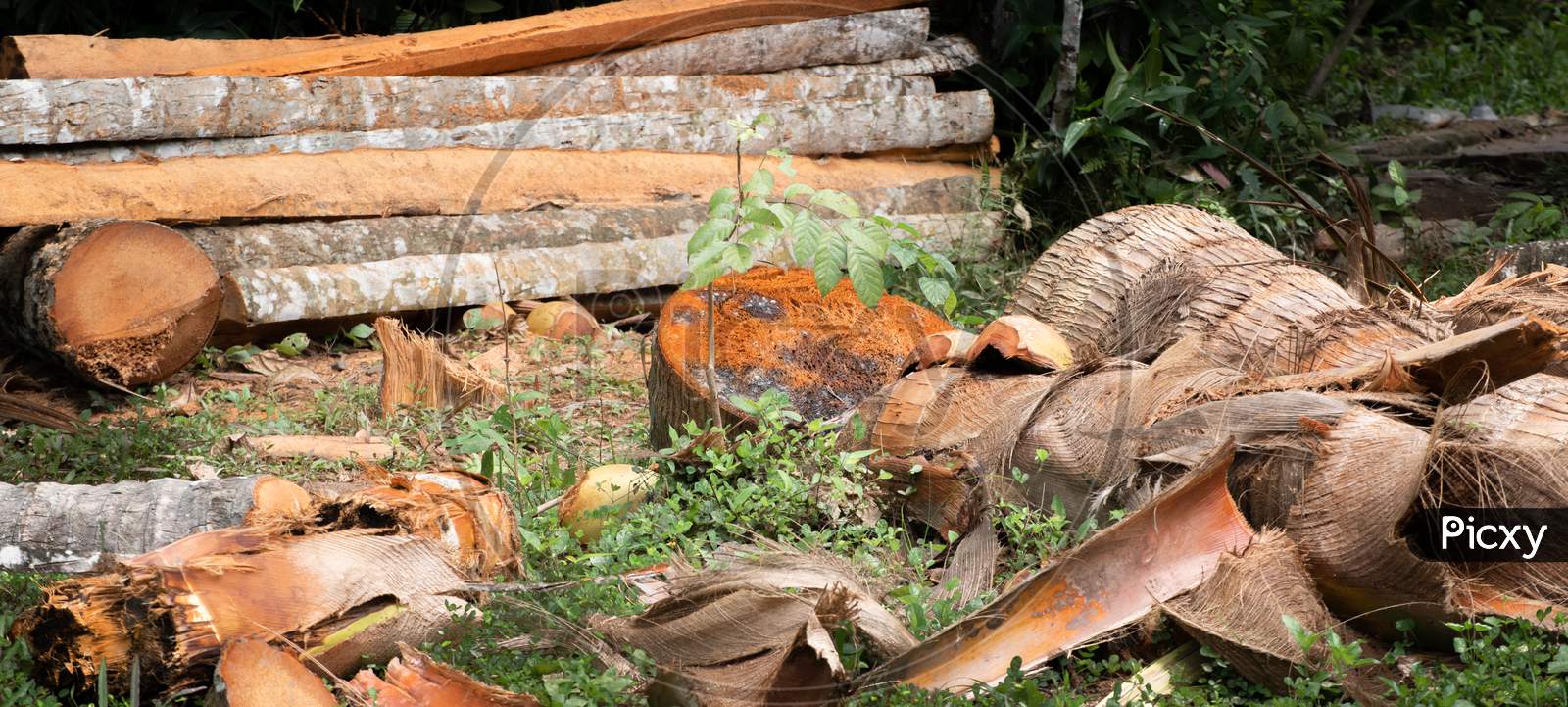 Valuable Coconut Trees Cut Down For Logs And Timber, Humans Causing Damage To Mother Nature Concept.