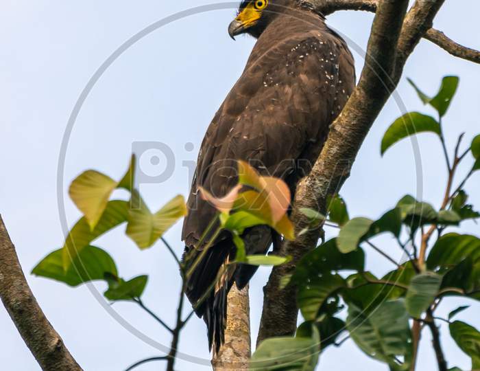 Crested Serpent Eagle Perched High Up In A Tree Branch Resting And Looking Back. Watchful Of The Surroundings, Common Eagle Species Found In The Southern Part Of Sri Lanka.