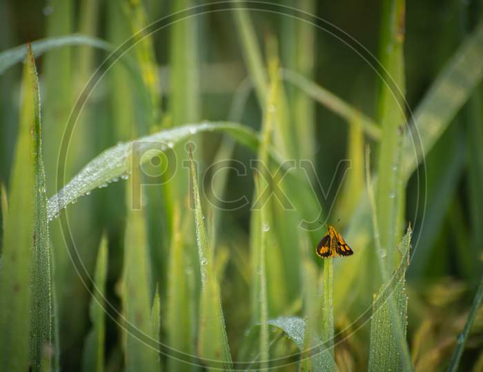 Orange Color Moth In The Long Grass Leaves, Dew Conditions In The Morning,