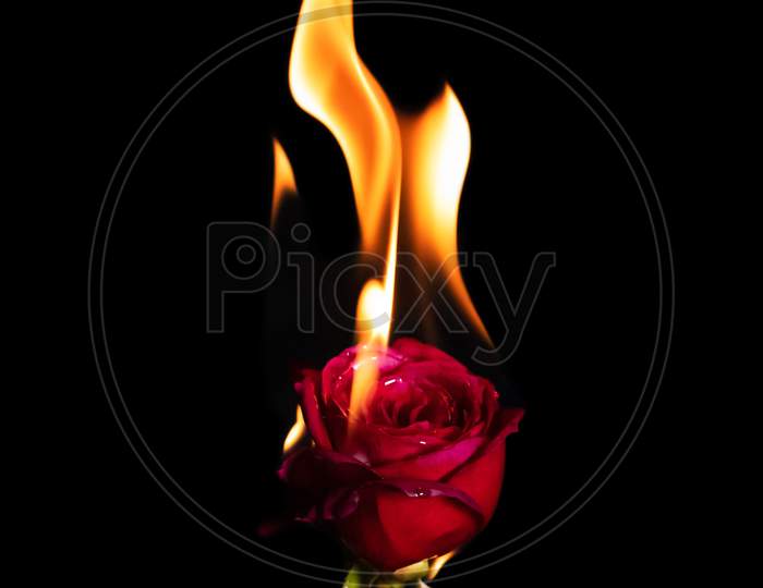Red Rose On Fire