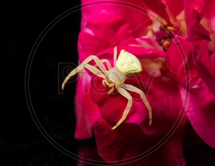 Green Crab Spider On A Red Rose