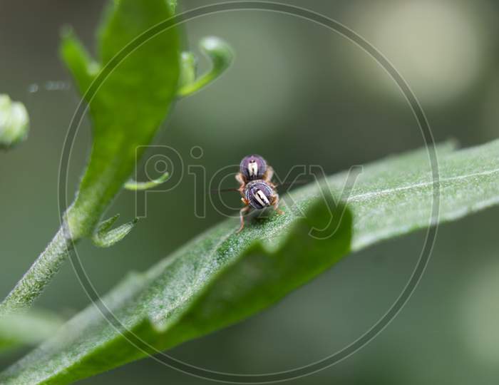 Hoverflies In The Mood On A Leaf