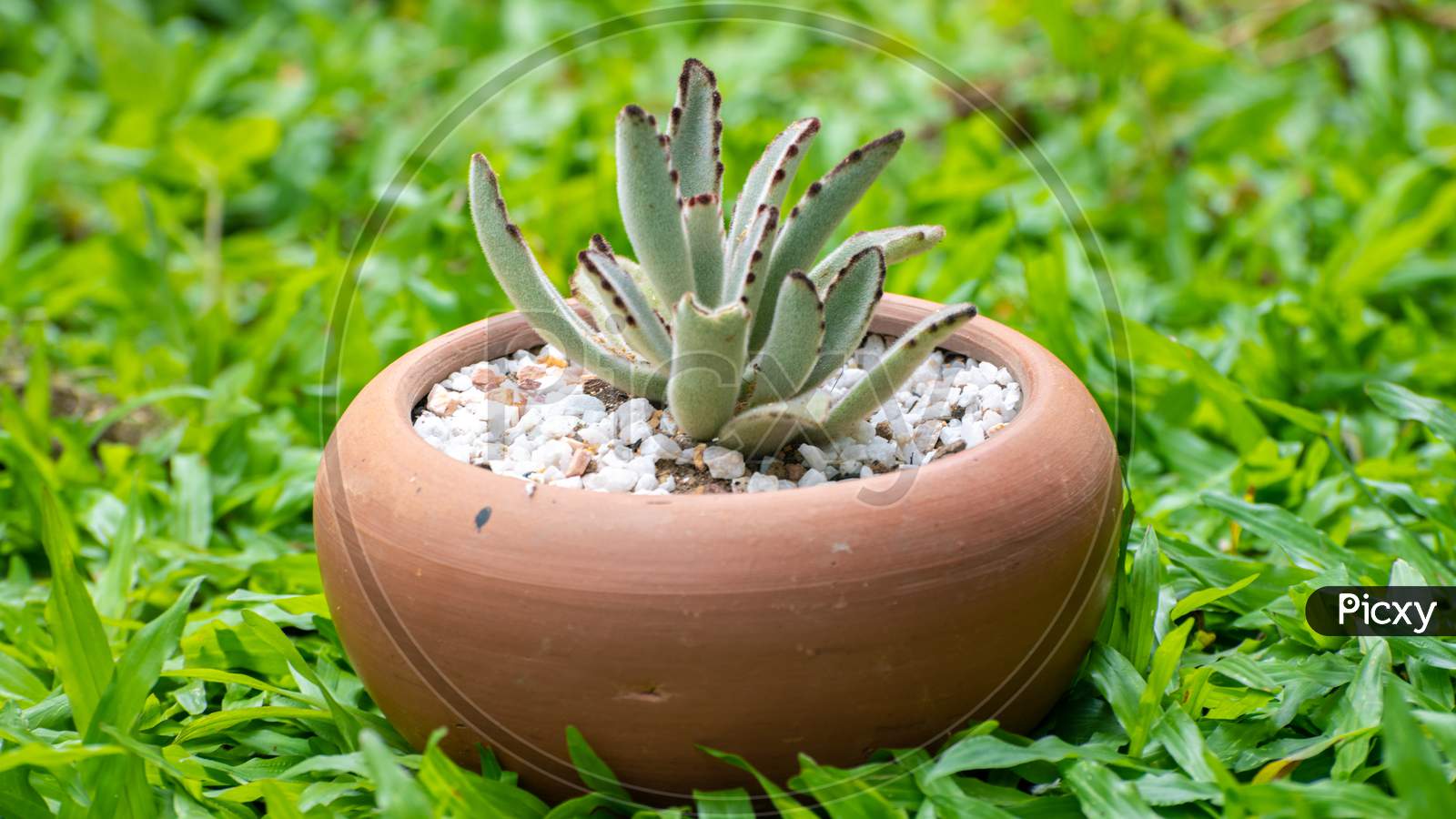 Small Cactus Plant In A Clay Pot With White Gravels In The Backyard On Top Of The Grass,
