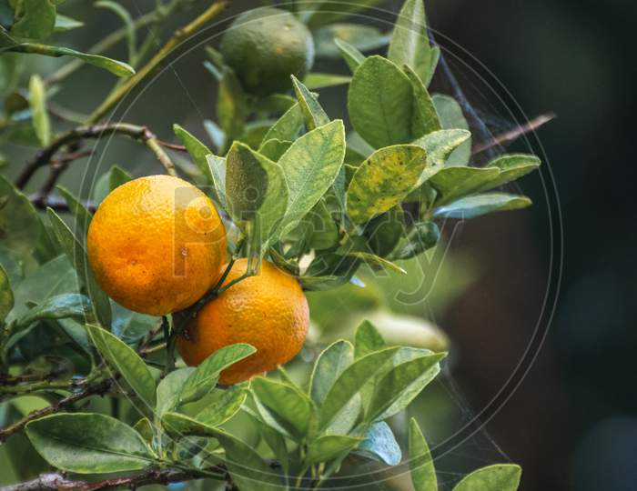 Two Fresh Citrus Fruits Hanging At The End Of A Branch Close Up Photo Against Bokeh Background In The Orange Garden, Delicious Fruit Ready For Ripe, Raw Oranges Contains Essential Vitamin C And More,