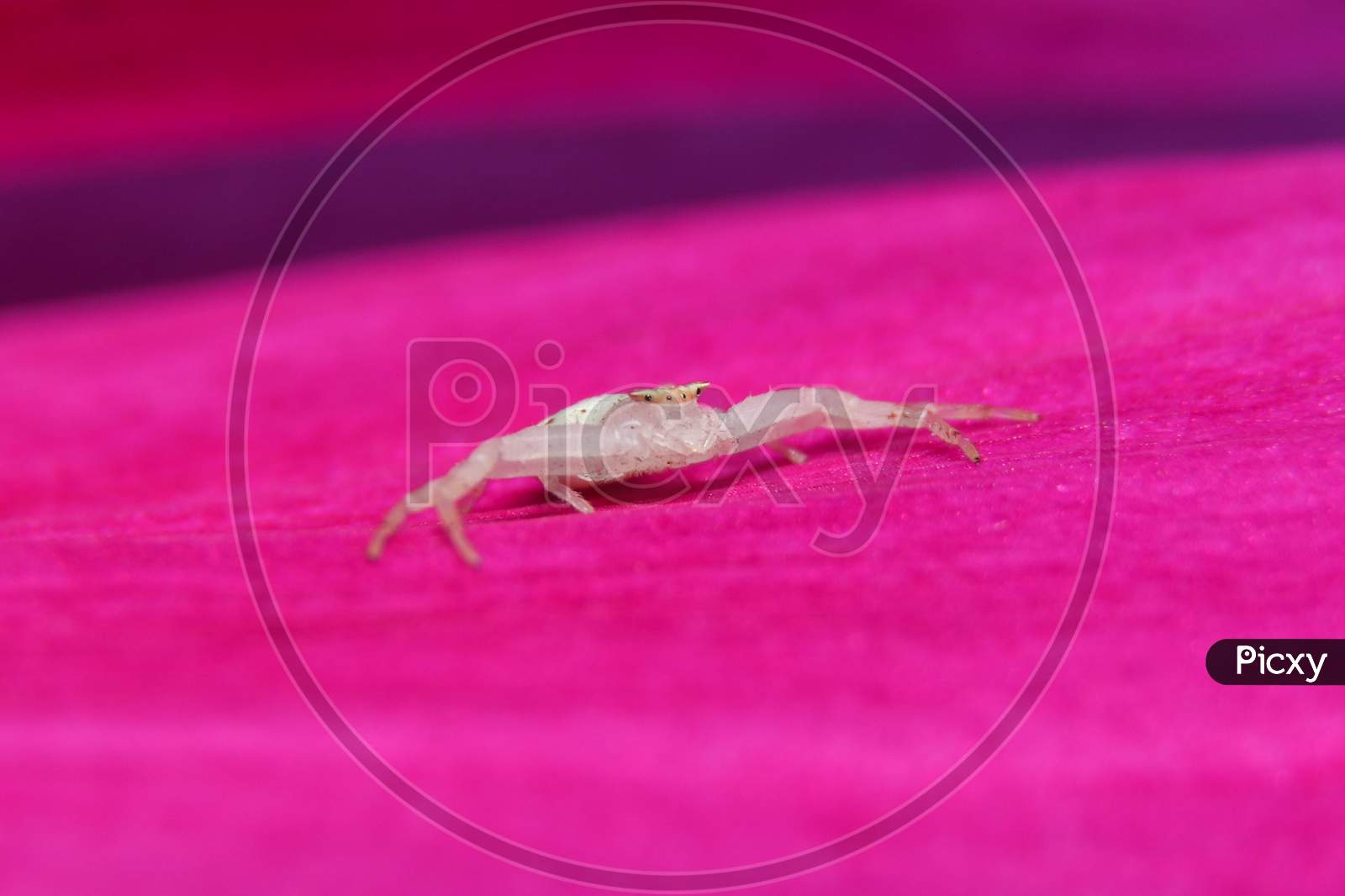 White Crab Spider On Pink Flower