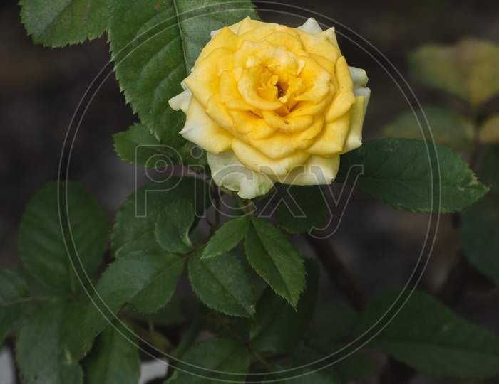 Beautiful Yellow Rose Flower Isolated Against Dark Background,