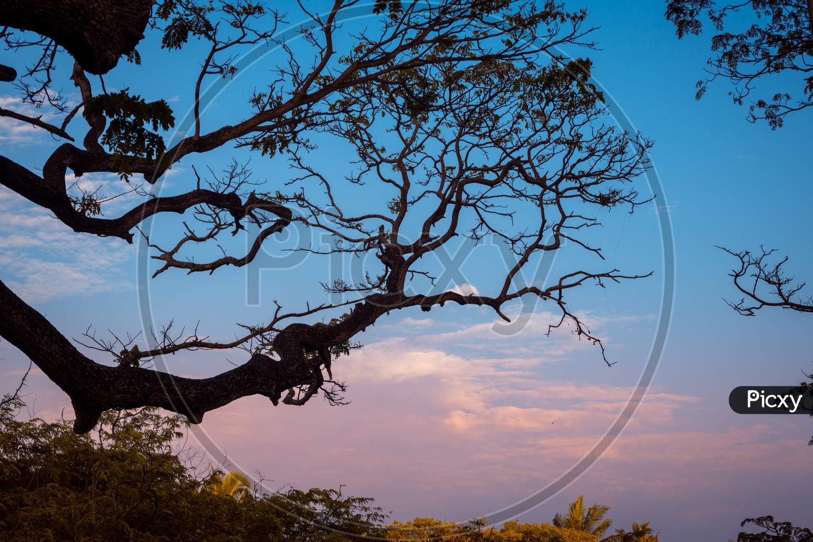 Silhouetted Tree Branch And Beautiful Evening Clouds Blue Hour Photograph. Cool Blue And Purple Tone The Sky Marks The End Of A Great Day.