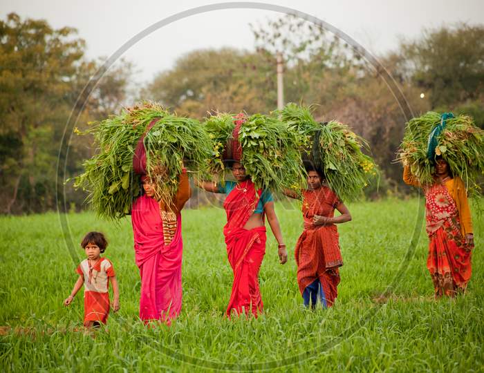 Indian women work at farmland