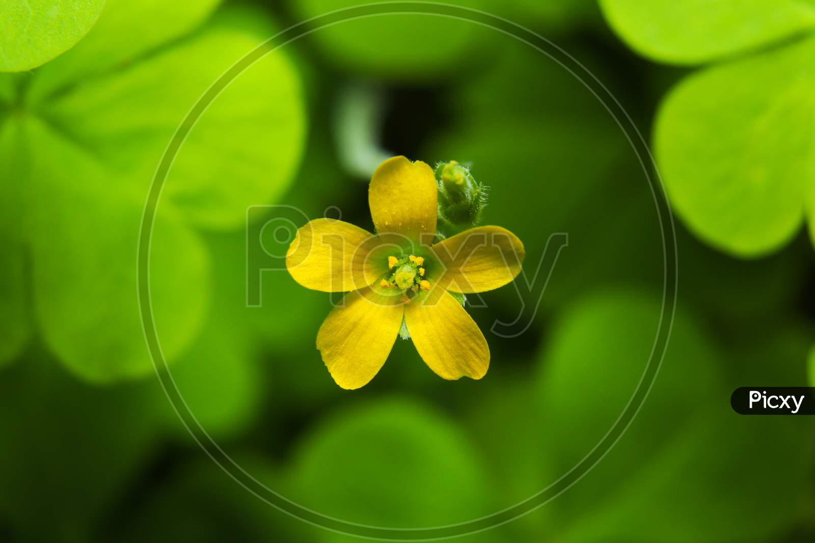 Beautiful Yellow Macro Flower