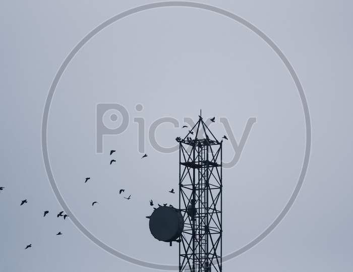 view birds flying around the tower in the city
