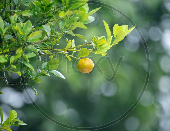 Fresh Citrus Orchard Fruit Hanging At The End Of A Branch Isolated Against Bokeh Background In The Orange Garden, Delicious Fruit Ready For Ripe, Raw Oranges Contains Essential Vitamin C And More,
