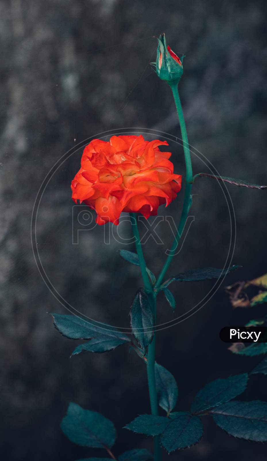Orange Color Rose Flower Glowing In The Dark.