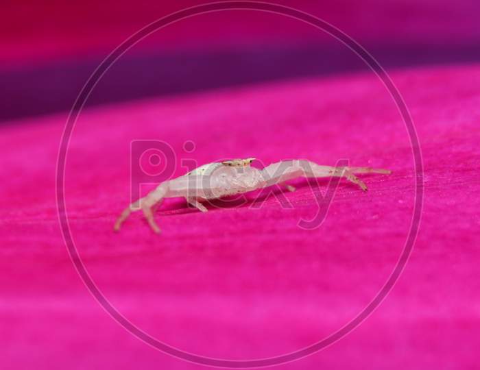White Crab Spider On Pink Flower