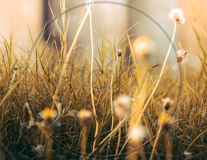 Golden Sunlight Hits Grass Field With Small Flowers And Glowing, Low Angle Close Up.