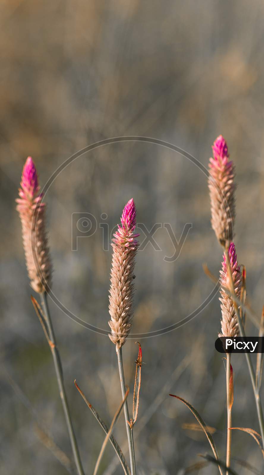 Many Of Cock'S Comb Flowers Against The Soft Background, Close Up Detailed Photograph Of The Beautiful Nature, Early Morning Light Hit And Glowing The Dew On The Flowers Create A Relaxing Meadow Mood.