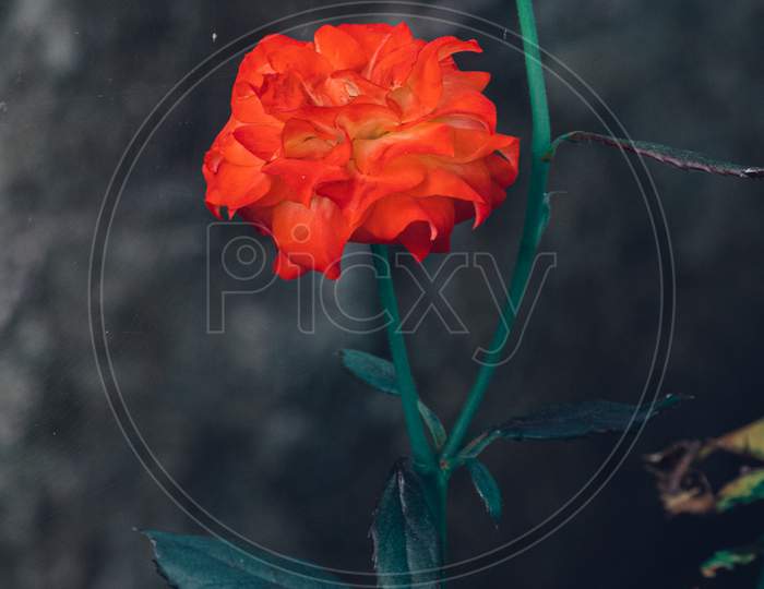 Orange Color Rose Flower Glowing In The Dark.