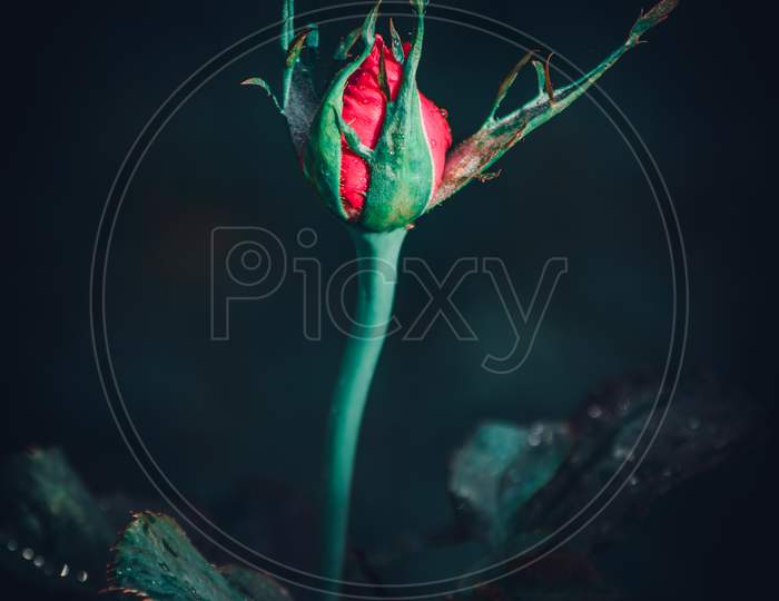 Isolated Single Large Red Rose Flower Bud Surrounded With Green Sepals In The Dark Close Up Photograph. Elegance And The Romance Of The Red Color Concept.