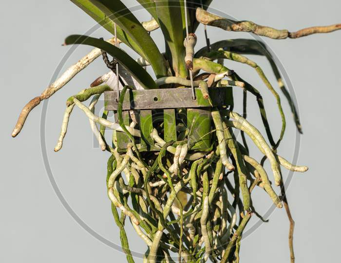 Long Roots Of The Orchid Plant Grow Through The Spaces Of The Flower Pot Close Up Photo. Orchid Plants Grow Without Soil And Pot Hangs In The Air.