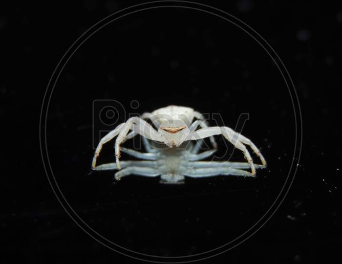 Beautiful White Crab Spider