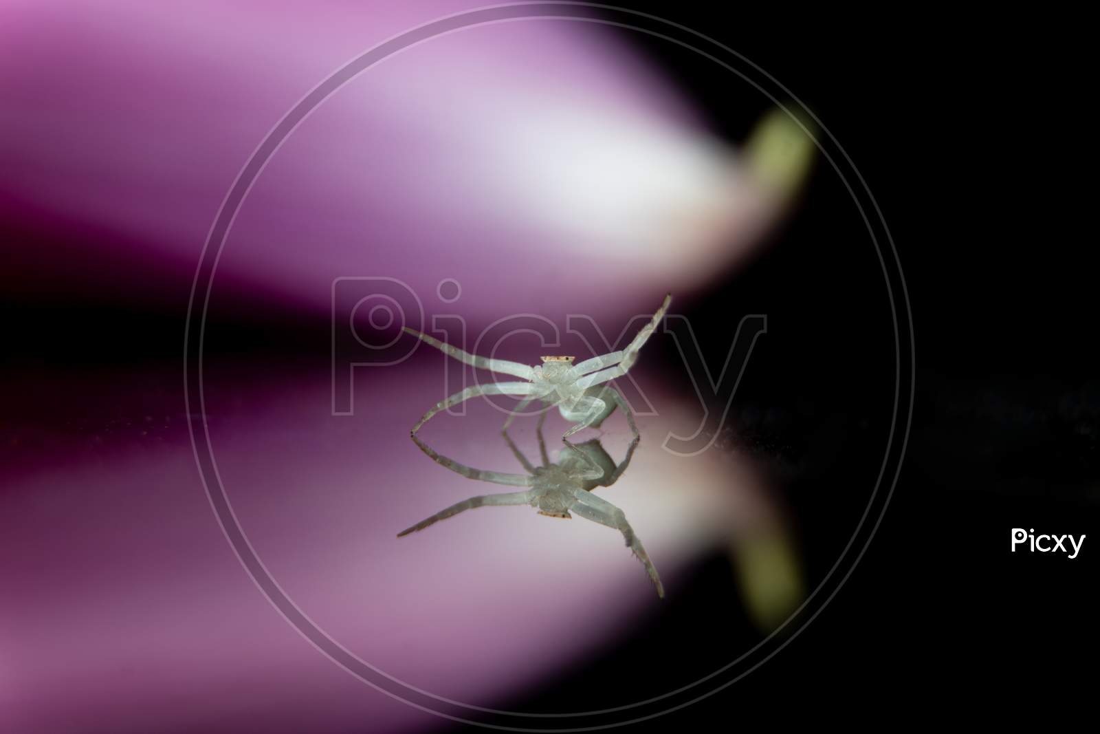 White Crab Spider In A Beautiful Pose