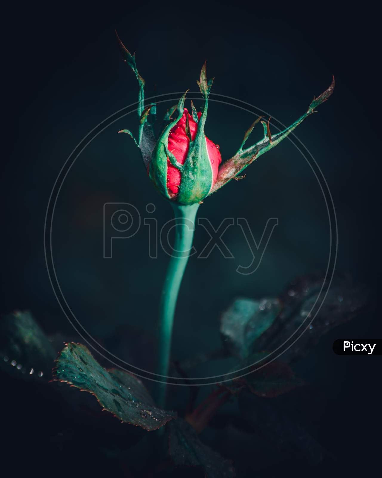 Isolated Single Large Red Rose Flower Bud Surrounded With Green Sepals In The Dark Close Up Photograph. Elegance And The Romance Of The Red Color Concept.