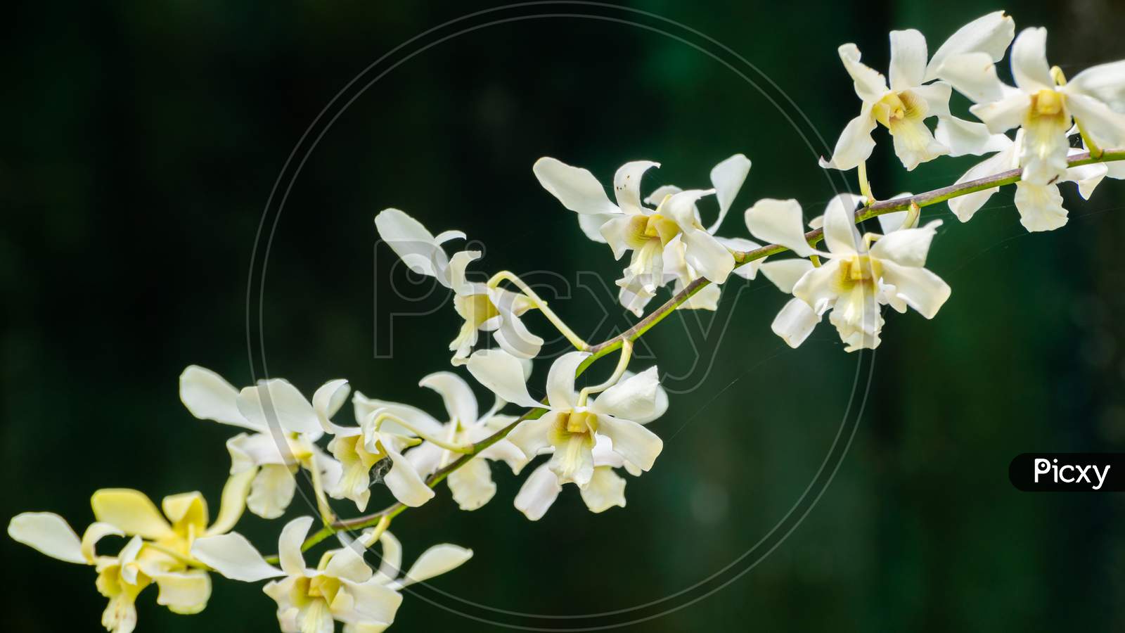 Beautiful Orchid Flower Branch Close Up Photograph