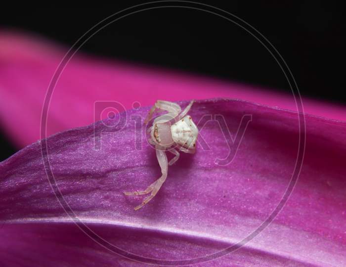 White Crab Spider On A Flower