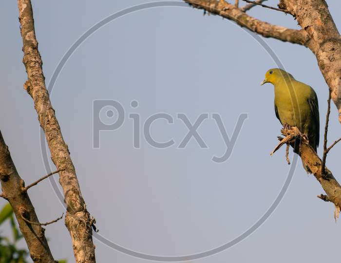 Sri Lanka Green-Pigeon Bird Looking Away Perched In A Tree Branch In The Evening, Its Time To Settle For The Night.