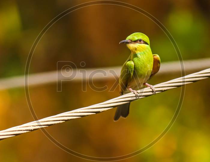 closeup portrait of green bee-eater sitting
