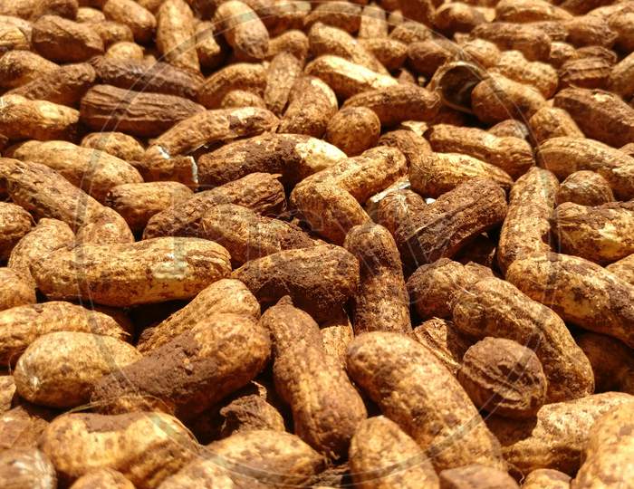 The peanut or groundnut