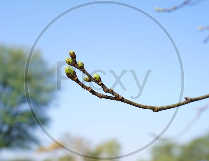 Mulberry Or Morus Plant Branch Closeup With New Growing Buds. Sahtoot Plant Budding Bulbs With Blurred Background.