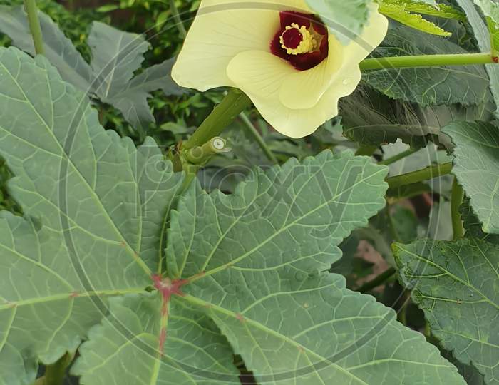 Yellow flower of Okra and leaves