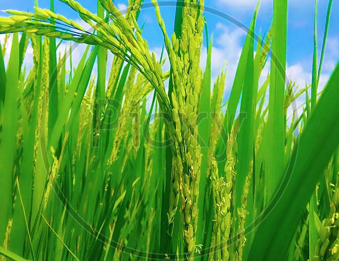 plant of rice
