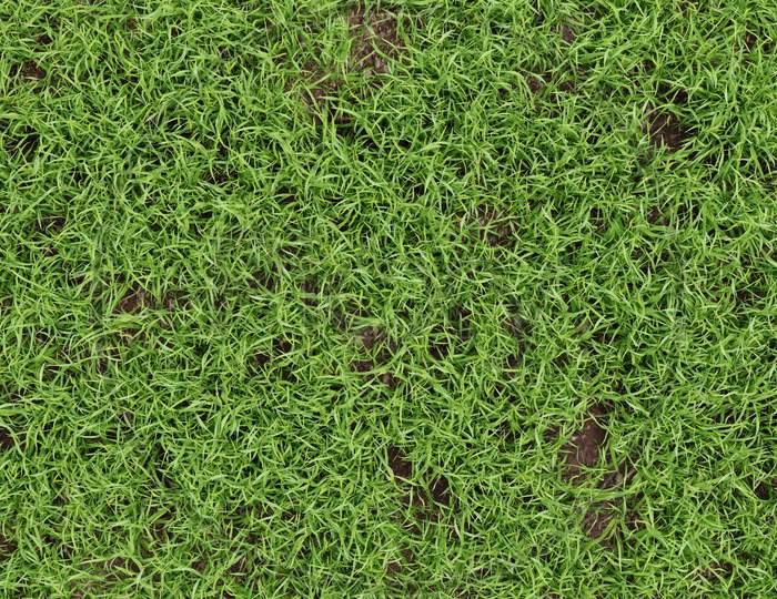 Closeup Green Grass Texture Background. Nature And Environment Backdrop Concept. 3D Illustration Rendering