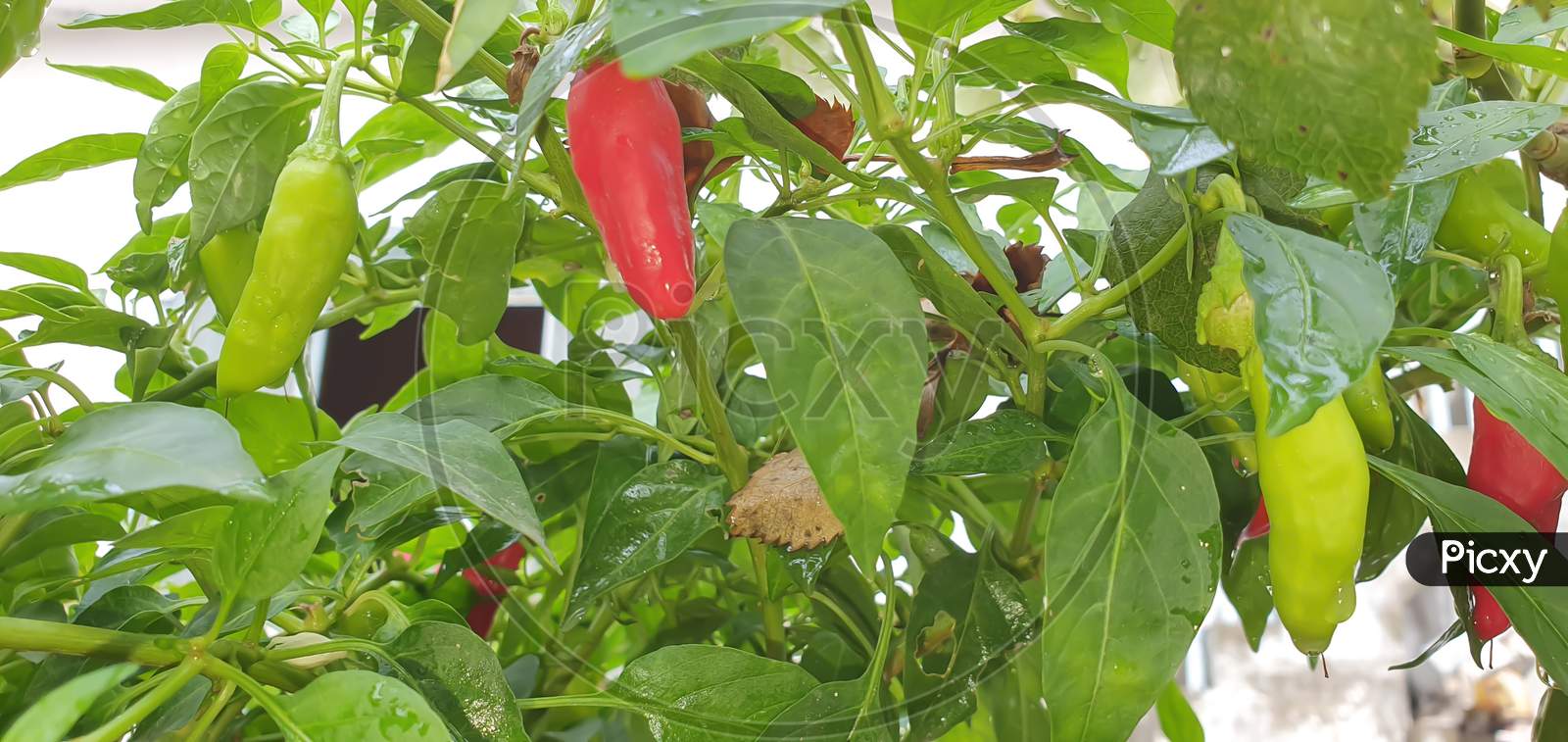 Red pepper on the plant