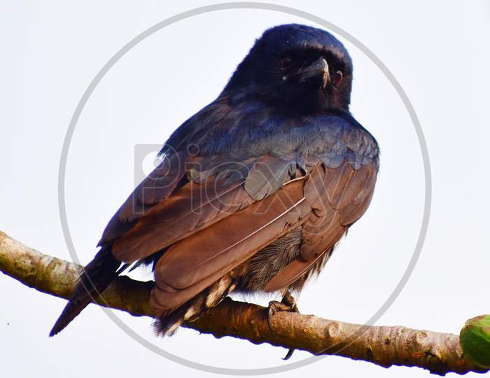 Drongo Without Tail