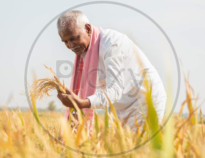 Happy Farmer Busy Working On Paddy Field By Checking Crop Yield During Hot Sunny Day - Rural Lifestyle Of India During Harvesting Season.
