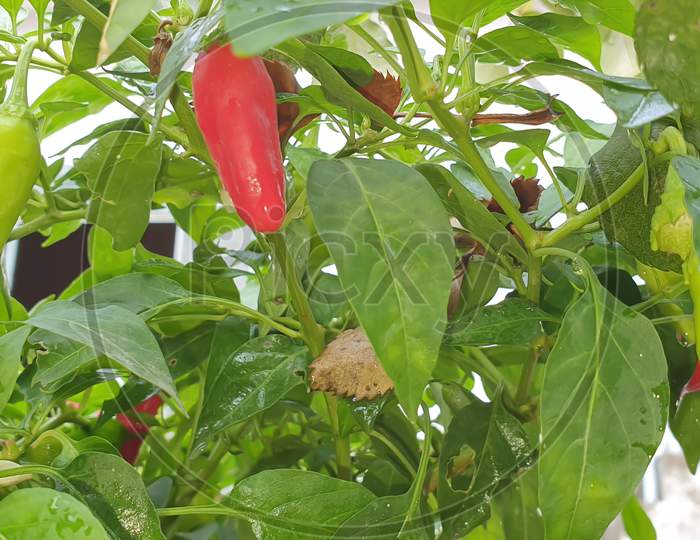 Red pepper on the plant